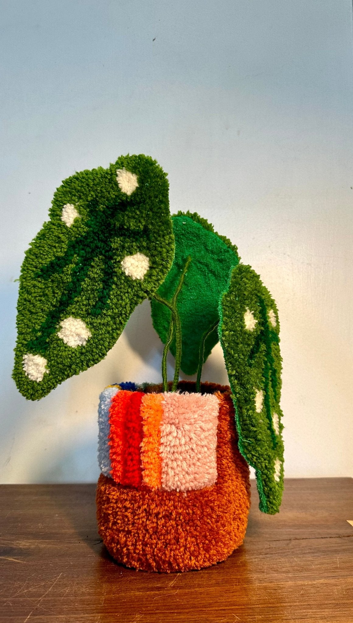 Small tufted begonia in planter - Goodtoknowyoushop