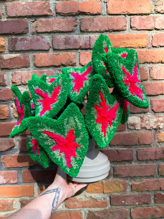 tufted caladium preorder