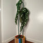 Medium or Large tufted begonia or caladium in planter - Goodtoknowyoushop
