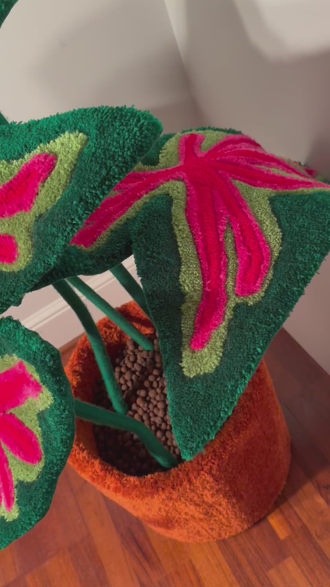 billlie ムンスア ペンコン ポラロイド Alocasia Venom (14) | plantsbymelissa